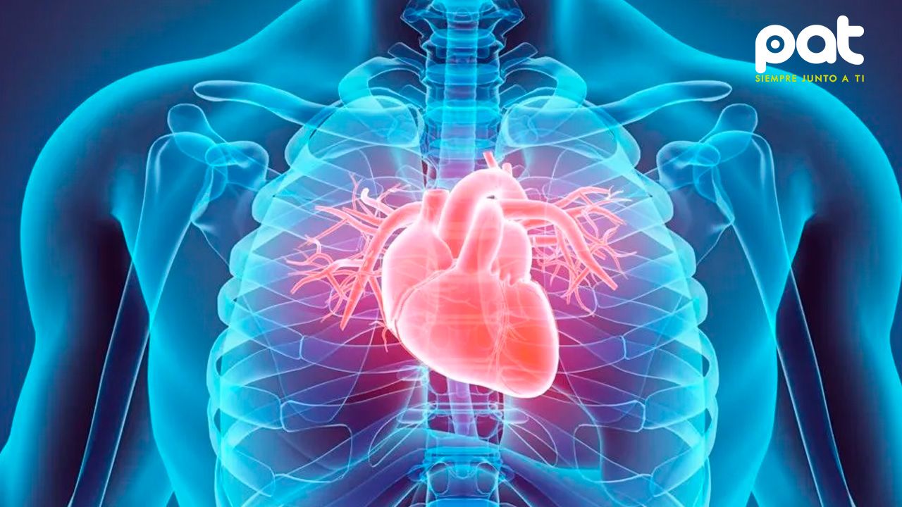 8 hábitos que pueden prolongar la vida y reducir el riesgo de enfermedades cardiovasculares