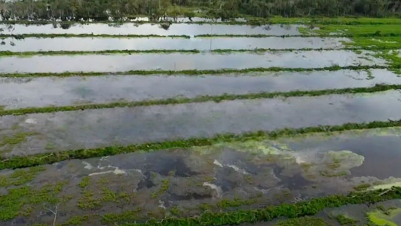 Productores de arroz en Ascensión de Guarayos en emergencia tras inundaciones