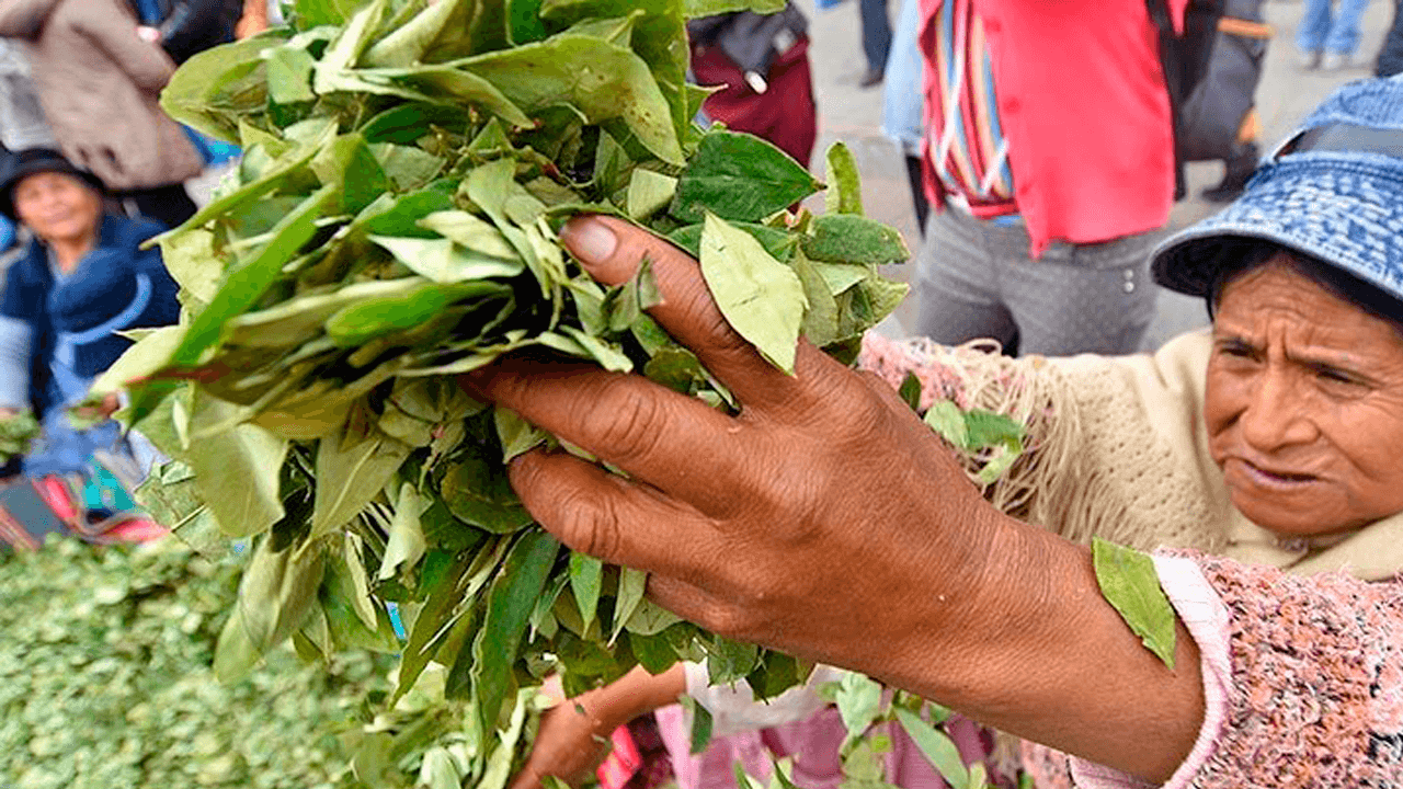 Bolivia busca despenalizar internacionalmente el consumo de la hoja de coca