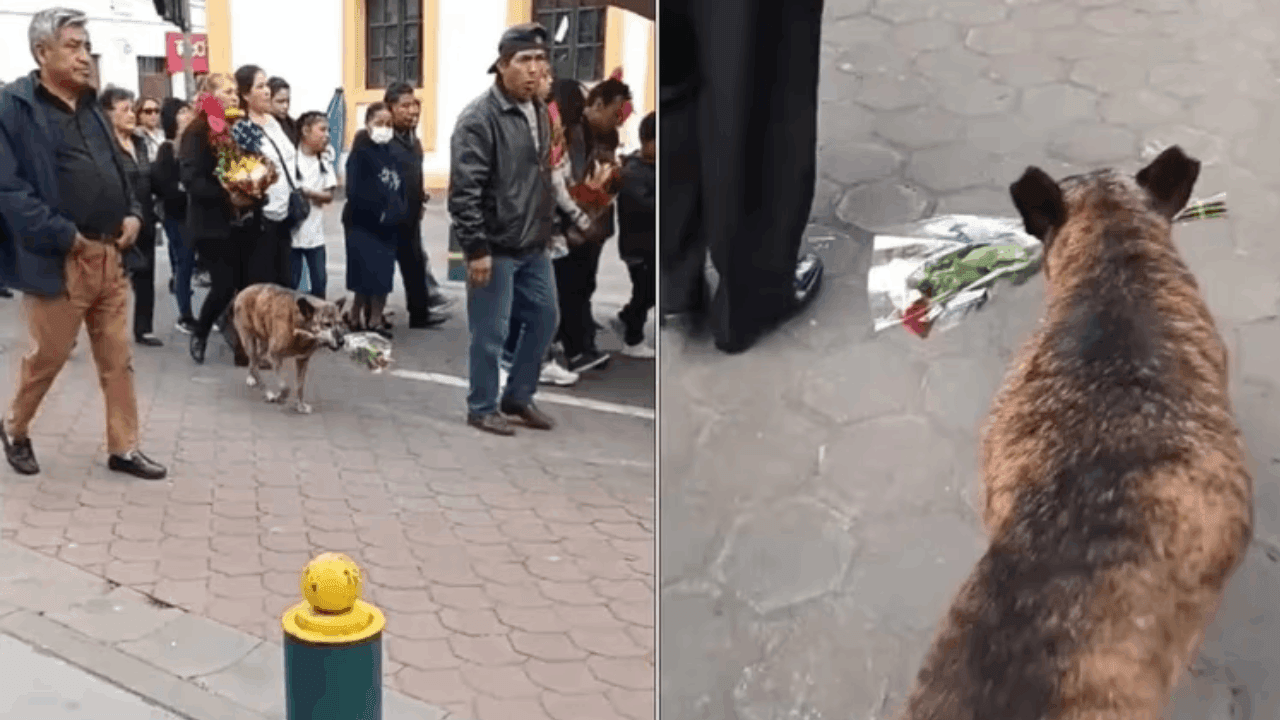 El emotivo gesto de una perrita  llevando un ramo de flores durante un cortejo fúnebre