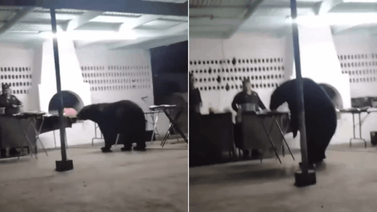 Oso dejó a todos boquiabiertos  al irrumpir en una fiesta y  llevarse consigo toda la comida