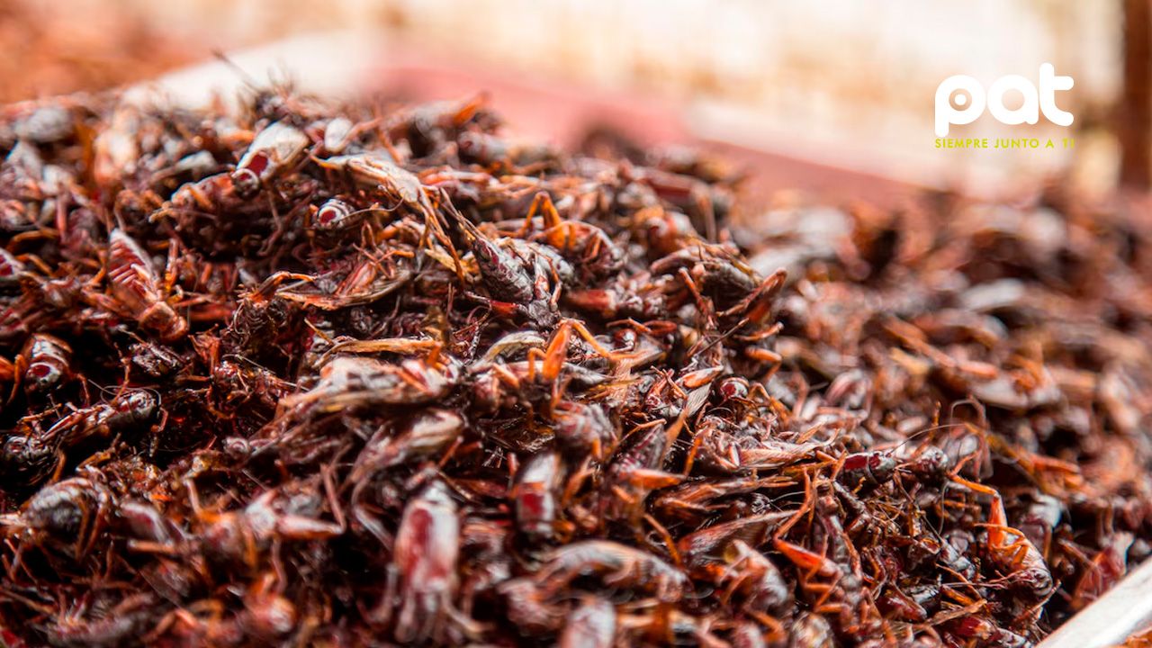  La apuesta de Tailandia por los insectos como superalimentos