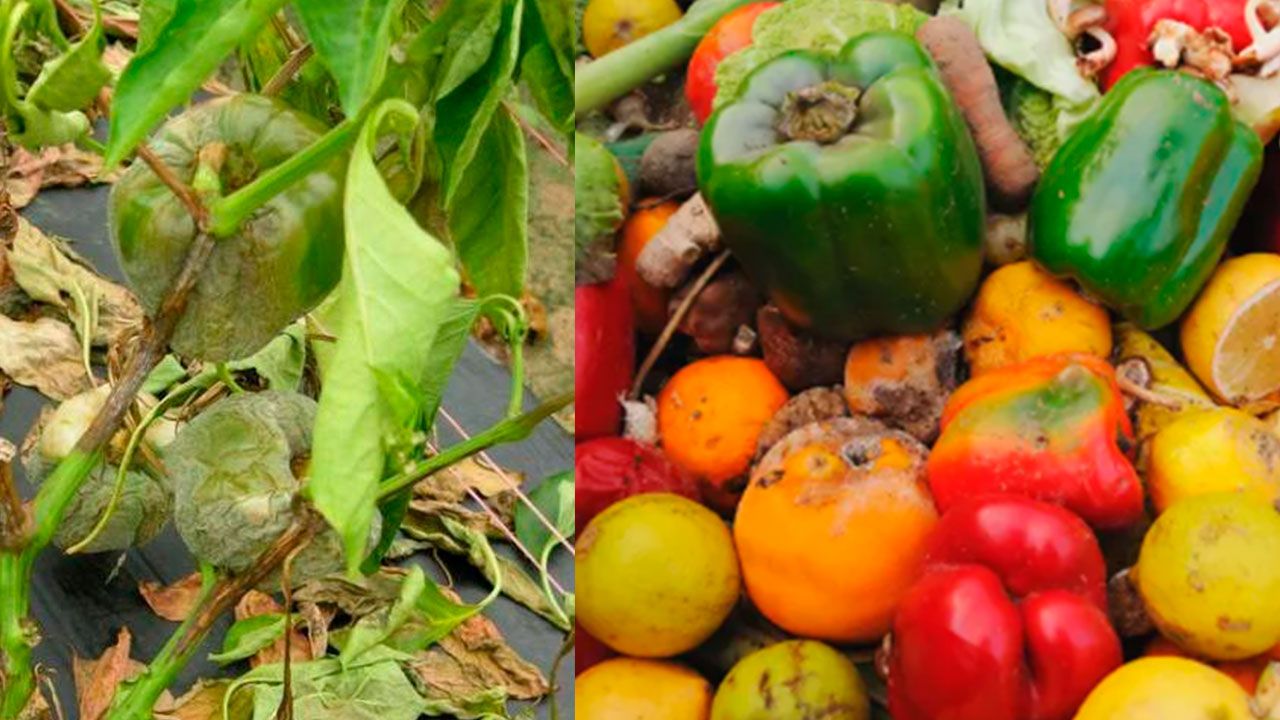 Productores en los valles cruceños en emergencia por falta de combustible y altos costos de agroquímicos