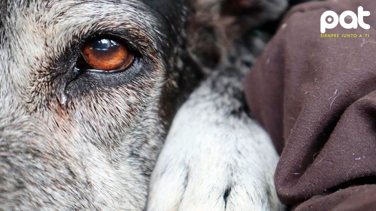 Un perro demuestra su lealtad al permanecer junto a su dueño fallecido durante tres semanas