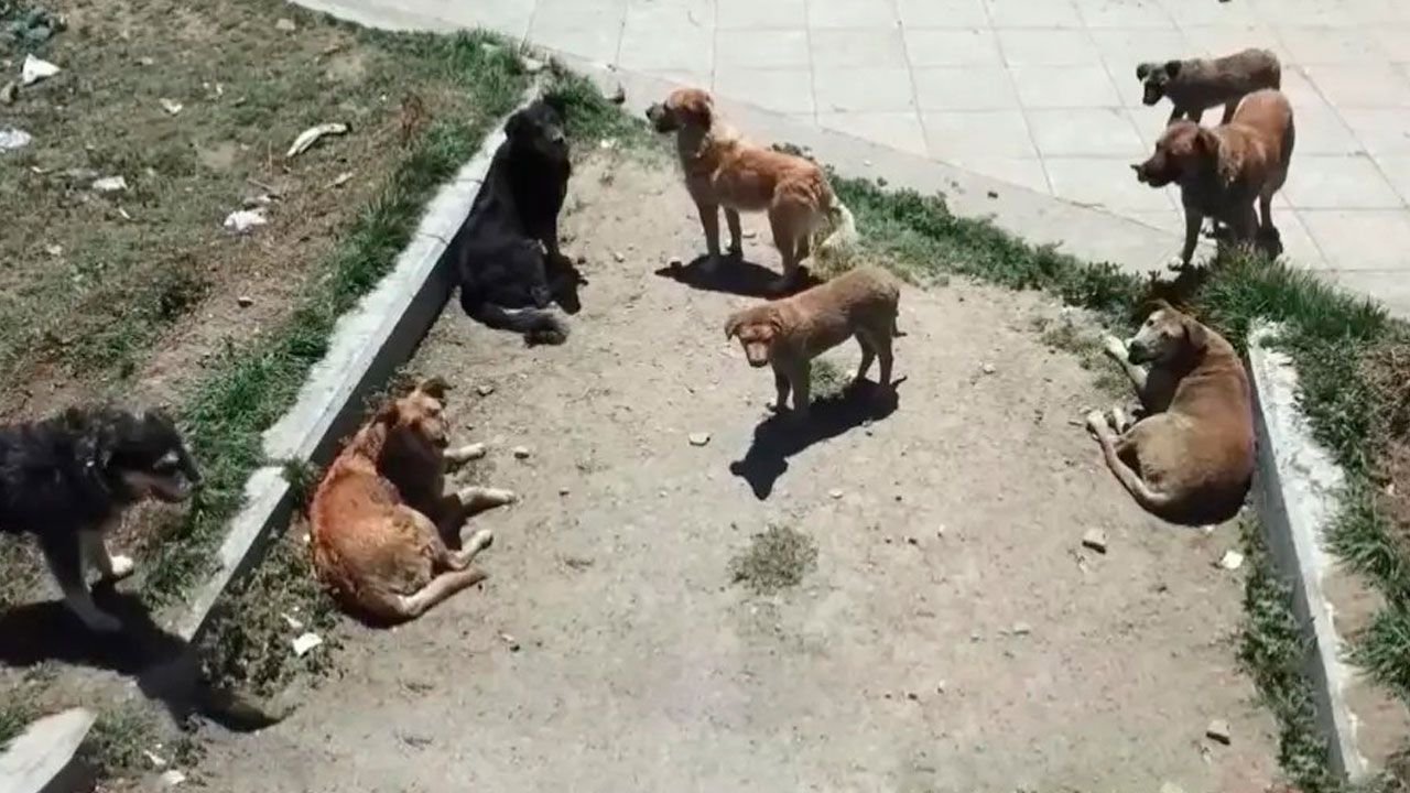 El Alto registra alta población canina y activa vacunación antirrábica