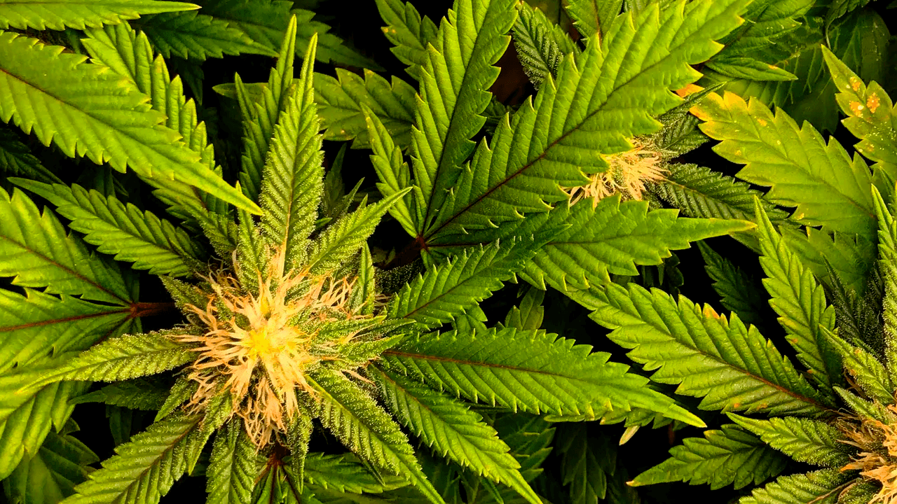 Colombia se encuentra a un paso de la legalización del cannabis