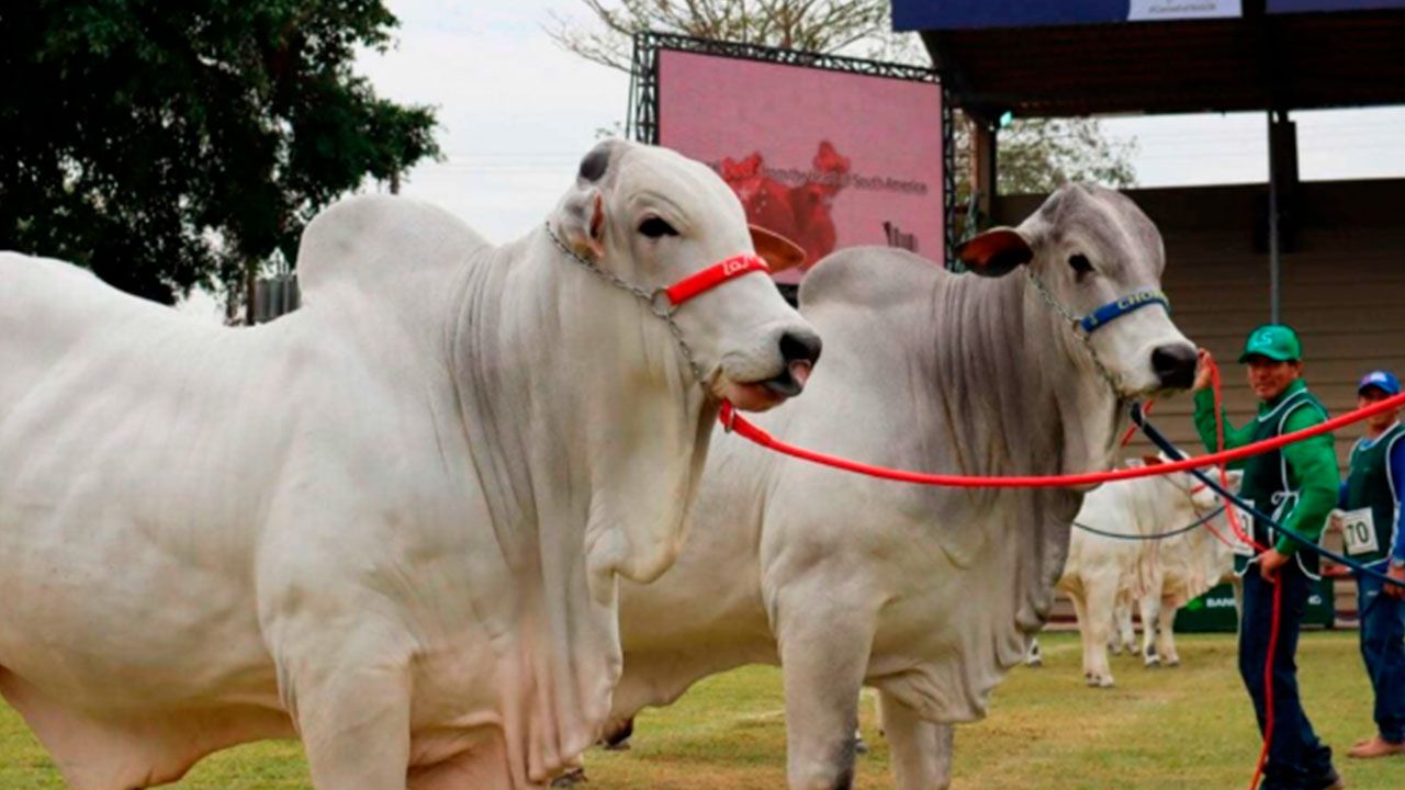 Agropecruz 2025: se presentará la vaca más lechera y el toro más pesado