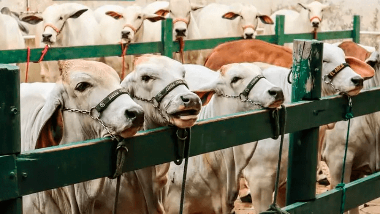Agropecruz 2025 inicia con lo mejor de la genética y producción agropecuaria