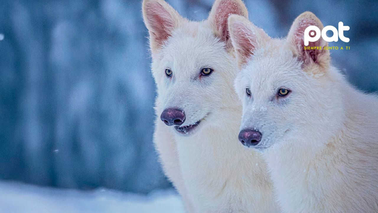 Reviven al lobo terrible tras 12.000 años con ADN antiguo
