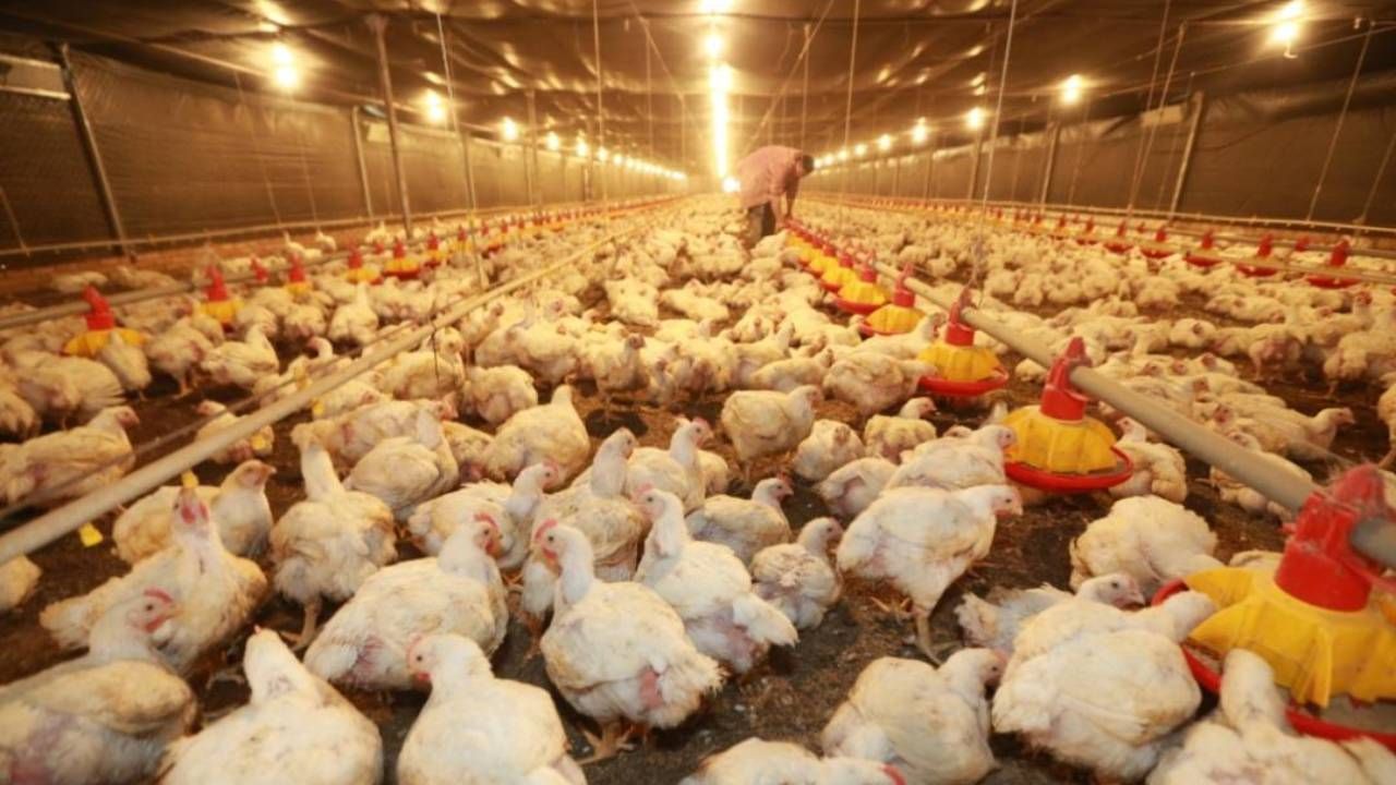 Industria avícola está en riesgo por escasez de soya, dólares y diésel