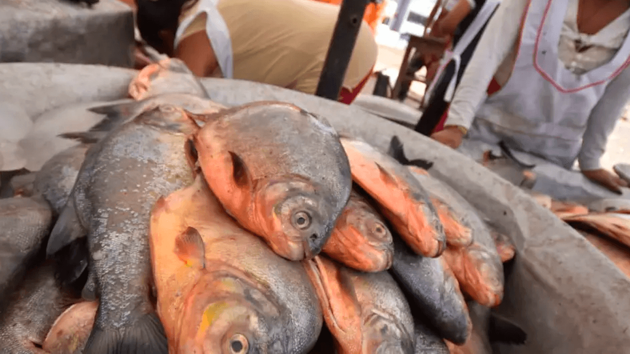 Cómo identificar un pescado en buen estado según el Senasag
