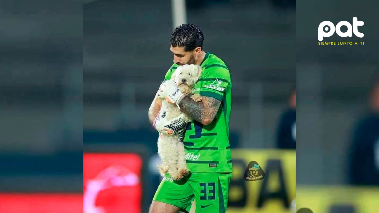  Lo vio en la cancha, asustado, corriendo sin rumbo entre jugadores y gritos  