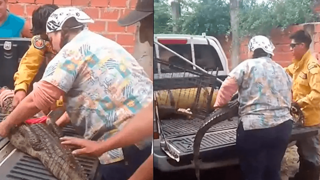Alarma en zona norte de Santa Cruz por aparición de un lagarto en una vivienda