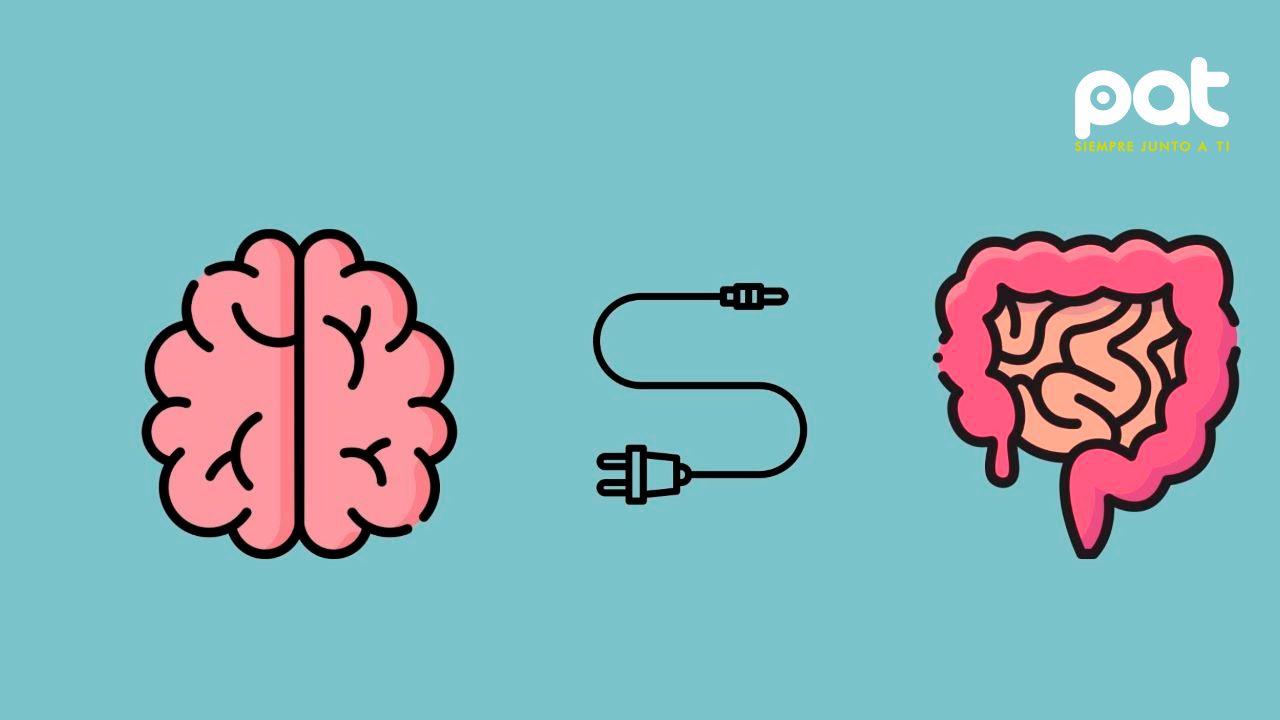 El intestino, el órgano olvidado que influye en el ánimo, la memoria y las defensas del cuerpo