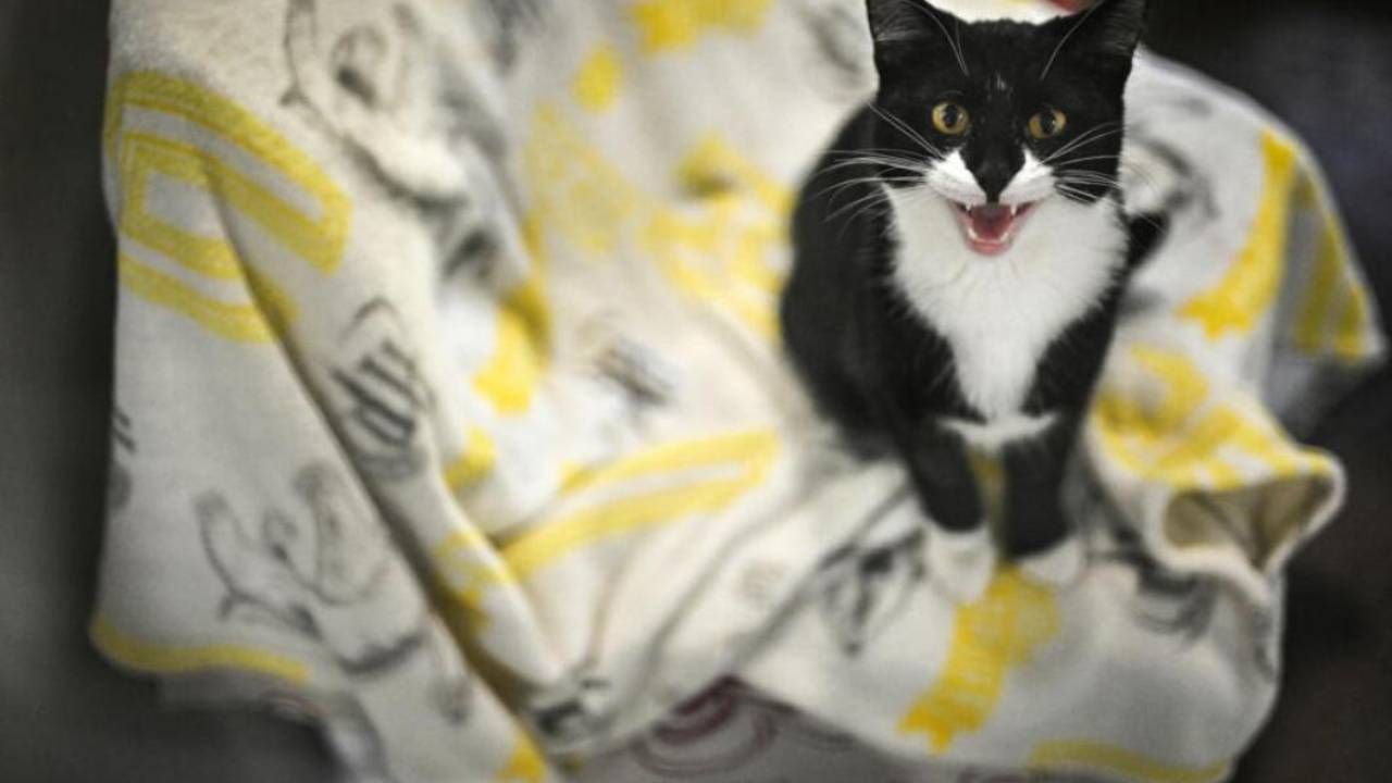 El abandono de mascotas se dispara en el Reino Unido debido a la inflación