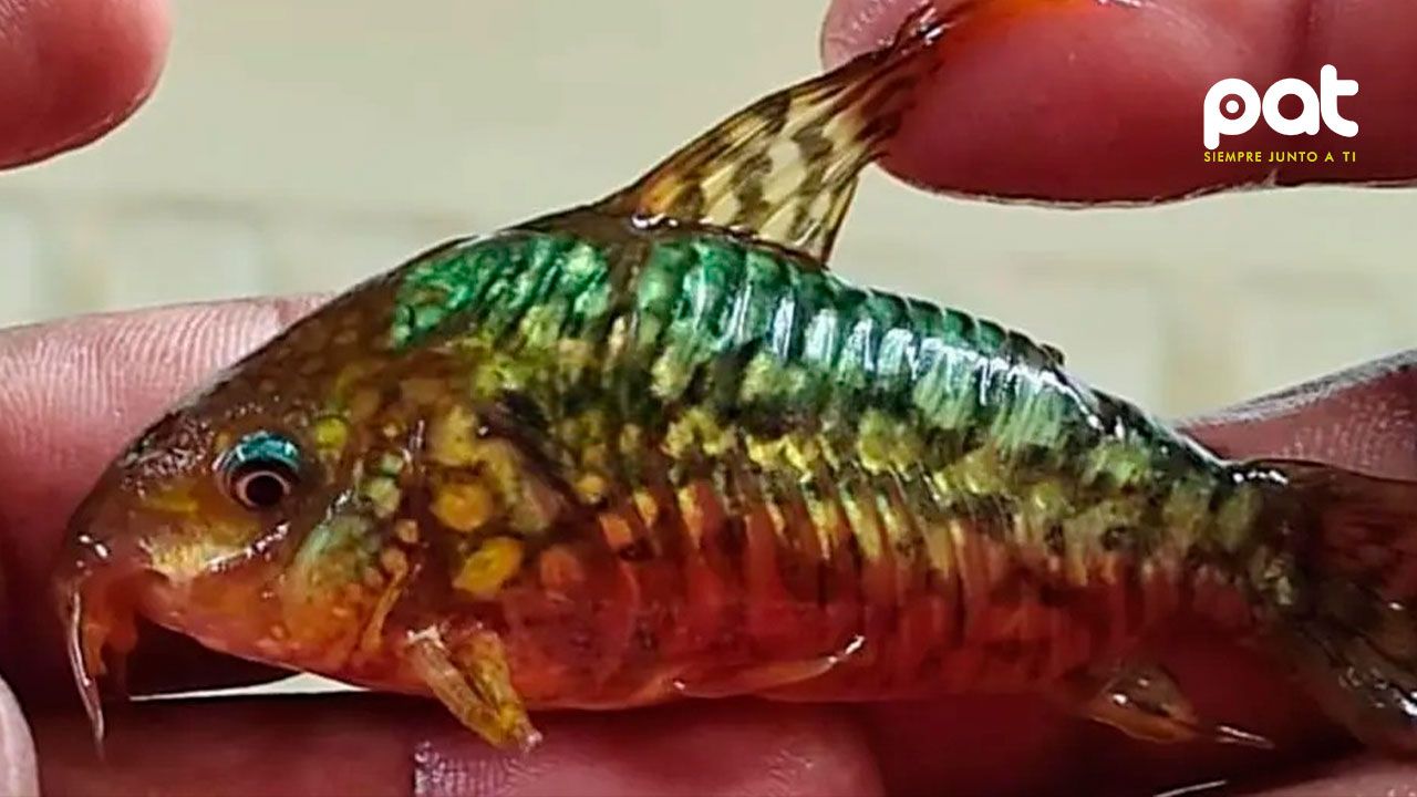 Liberan a extranjeros acusados de extraer peces exóticos desde Beni