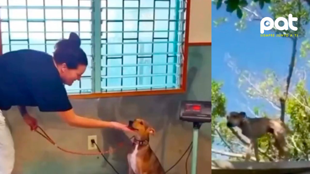 Un perro estuvo 6 meses abandonado en una isla y sobrevivió comiendo cangrejos y tomando agua de lluvia