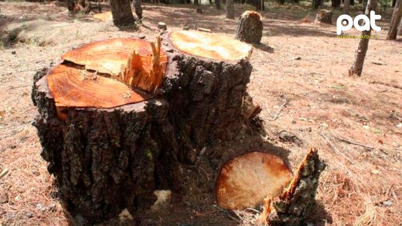 Villa Montes solicita al Senado inspección urgente por deforestación masiva