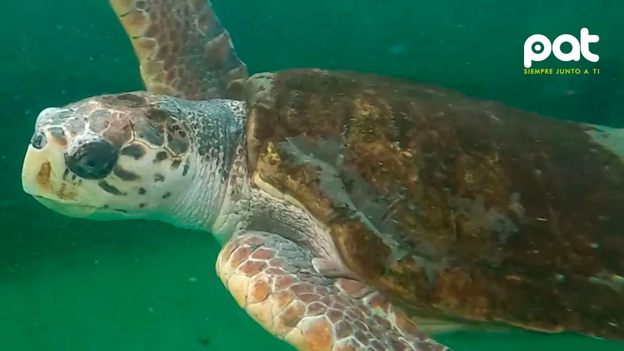 El tortugo jorge estuvo 40 años en encierro y ahora nada libre: lleva 800 km recorridos