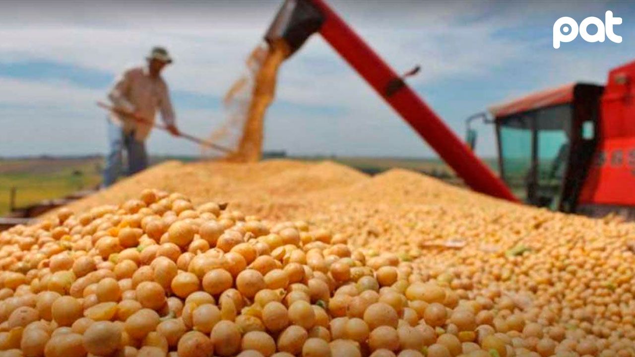 Anapo critica demora en autorización de exportación de soya