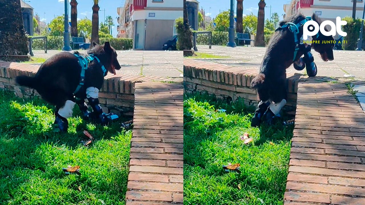 Tras perder sus patitas, este valiente intenta y  logra subir un escalón, demuestra que rendirse no es opción