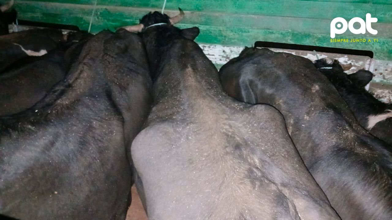 Incautan 13 cabezas de ganado en la carretera La Paz–Oruro y son entregadas a emapa para su comercialización