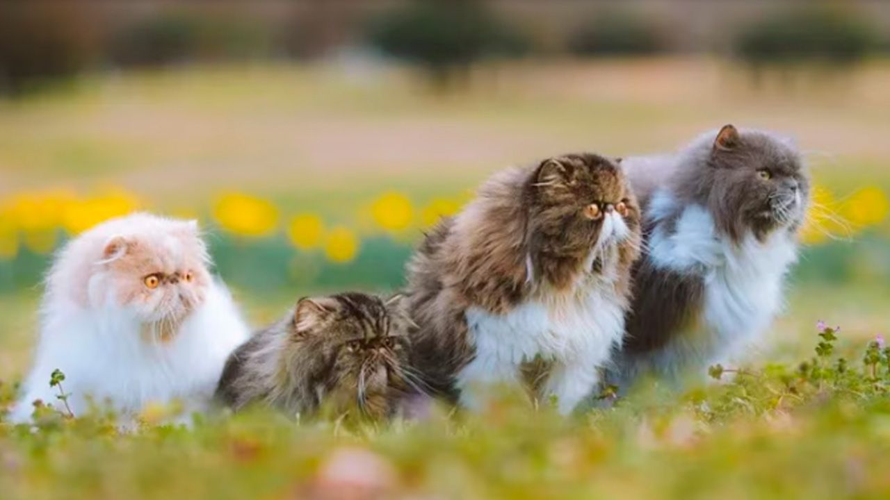 Los siete gatos persas millonarios de Florida ya tienen nuevos hogares