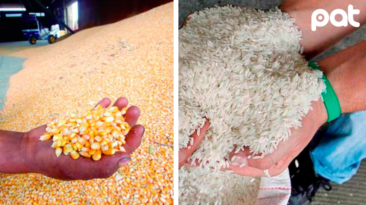 Gobierno asegura que hay suficiente producción de maíz y arroz pese a la subida de precios