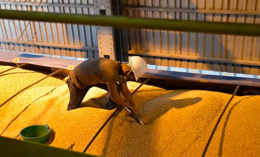 Impulsan producción de maíz y arroz con Bs 350 millones para abastecer al mercado interno