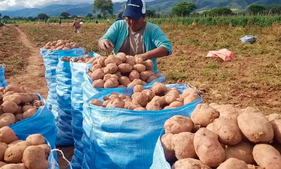 Sector agropecuario en emergencia por ola de frío que amenaza cultivos y ganado