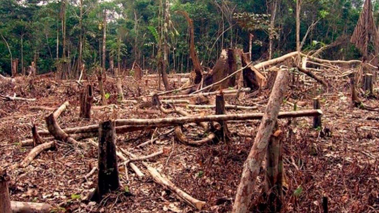 Bolivia ocupa el tercer lugar a nivel mundial en destrucción de bosques primarios