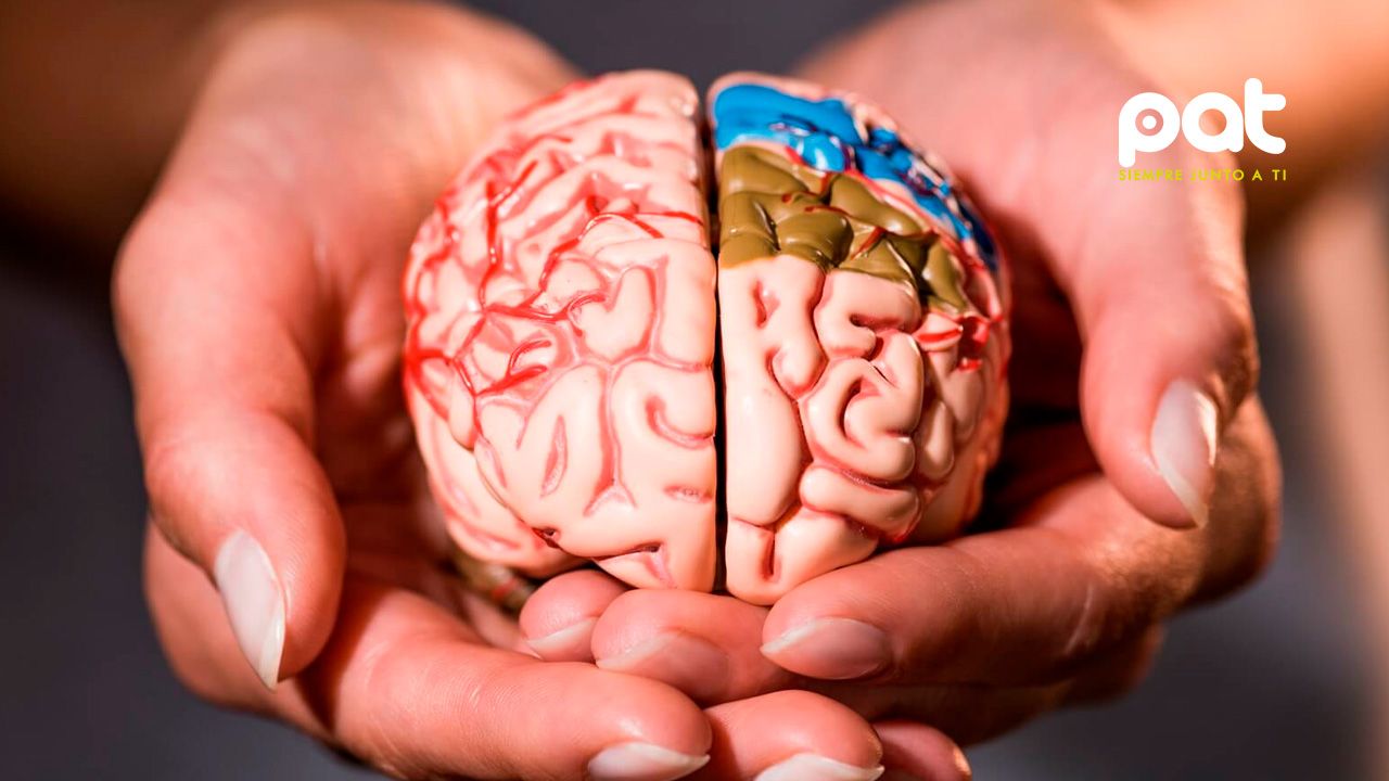 17 hábitos sencillos para cuidar tu cerebro y retrasar el deterioro cognitivo