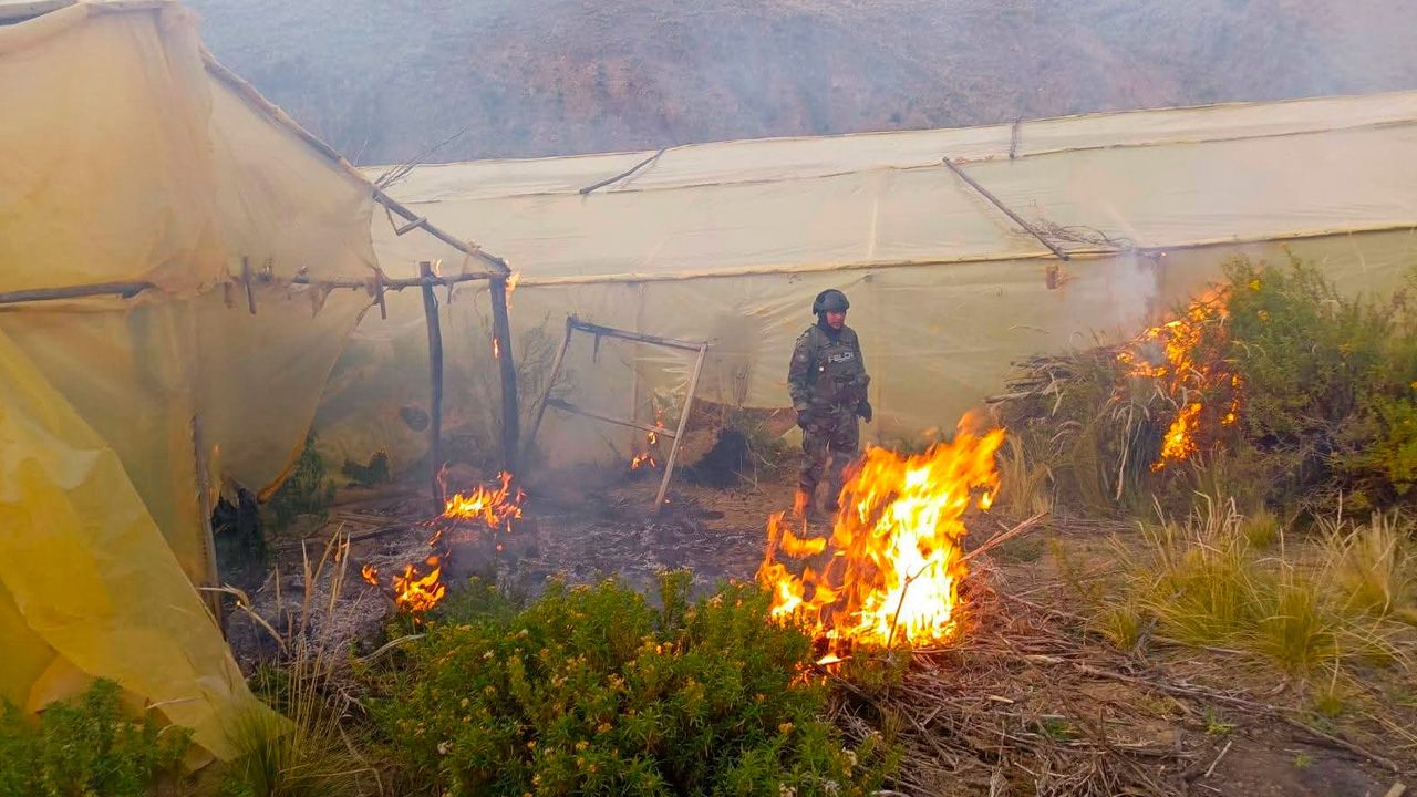 Detectan plantación ilegal de marihuana cerca de Llallagua, Potosí