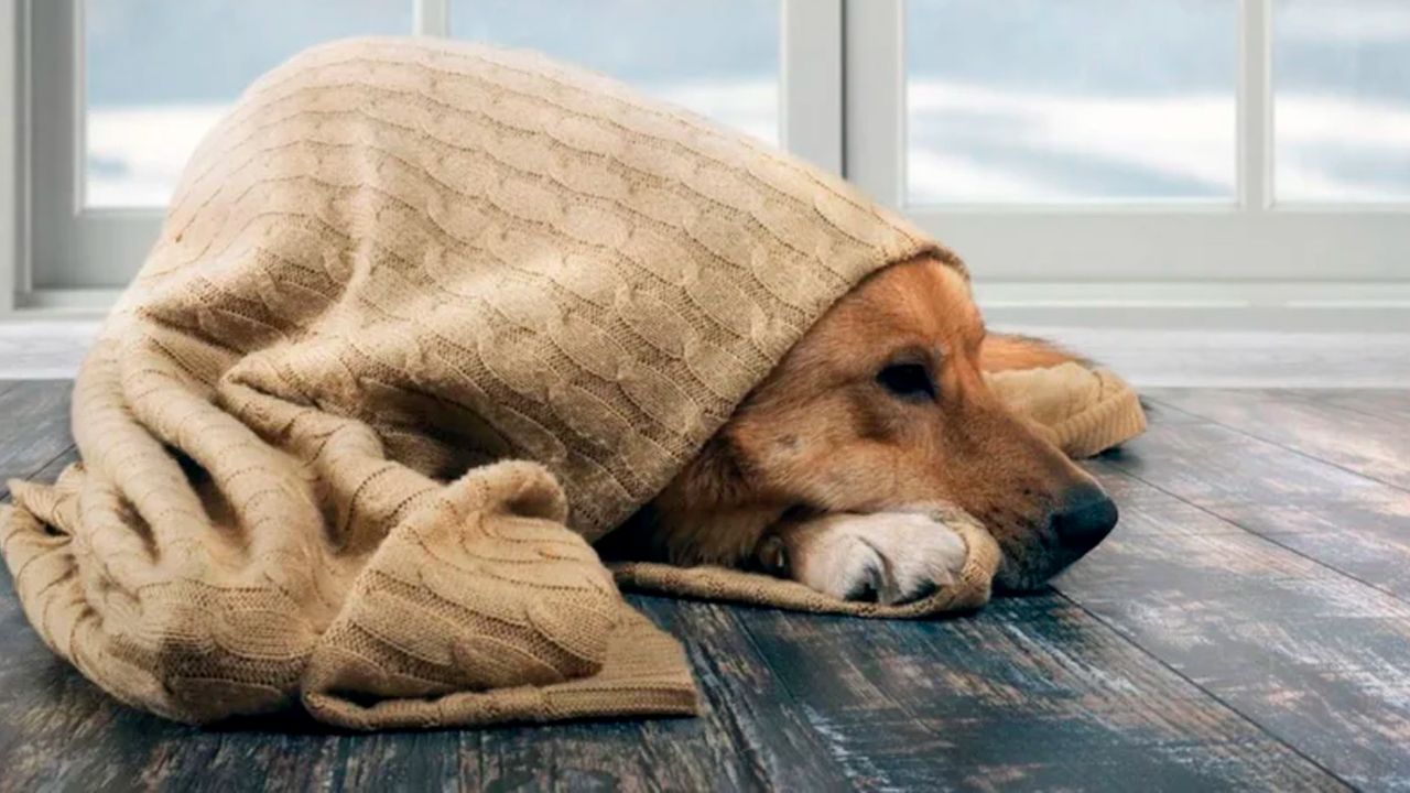 Piden proteger a las mascotas del frío para evitar muertes en Tarija