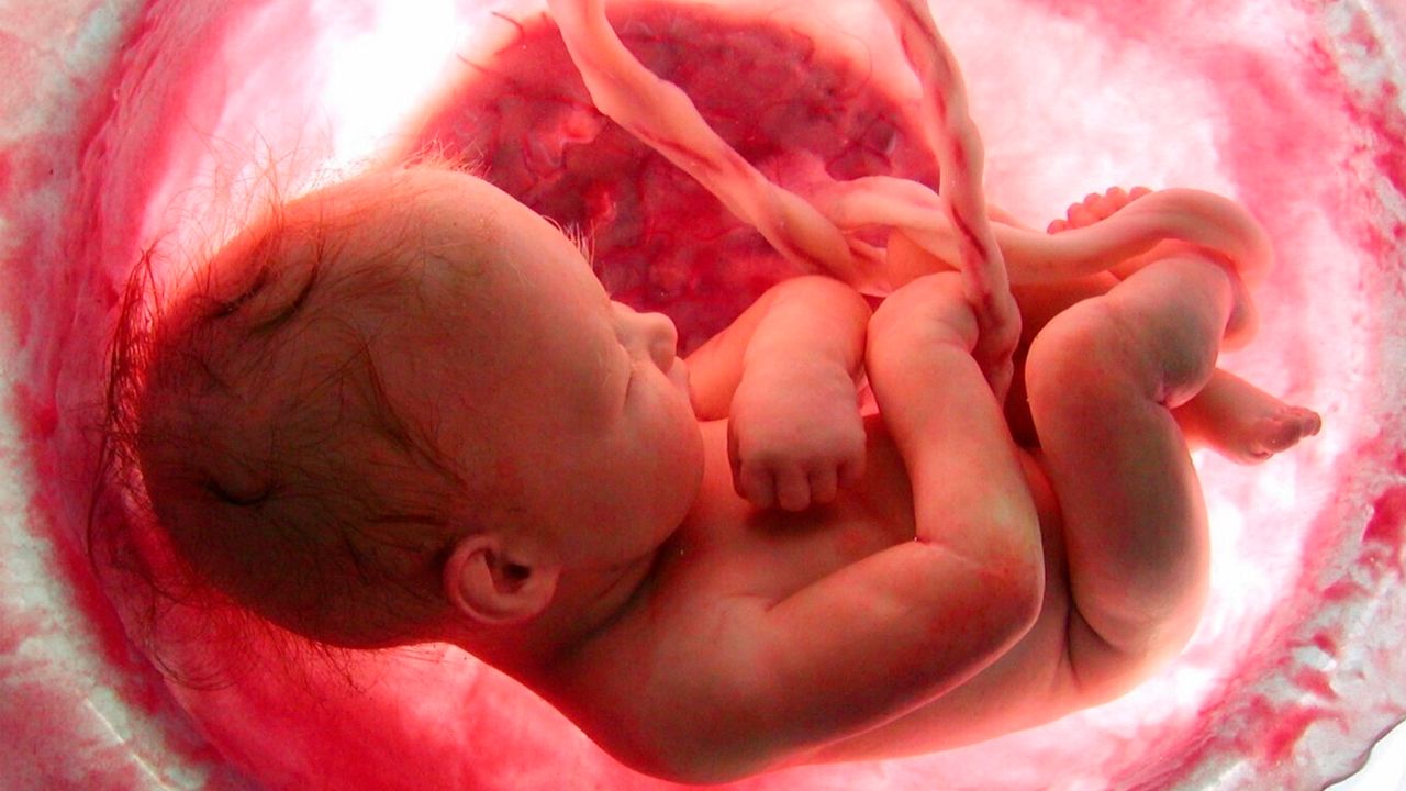 Científicos españoles dan los primeros pasos hacia una placenta artificial