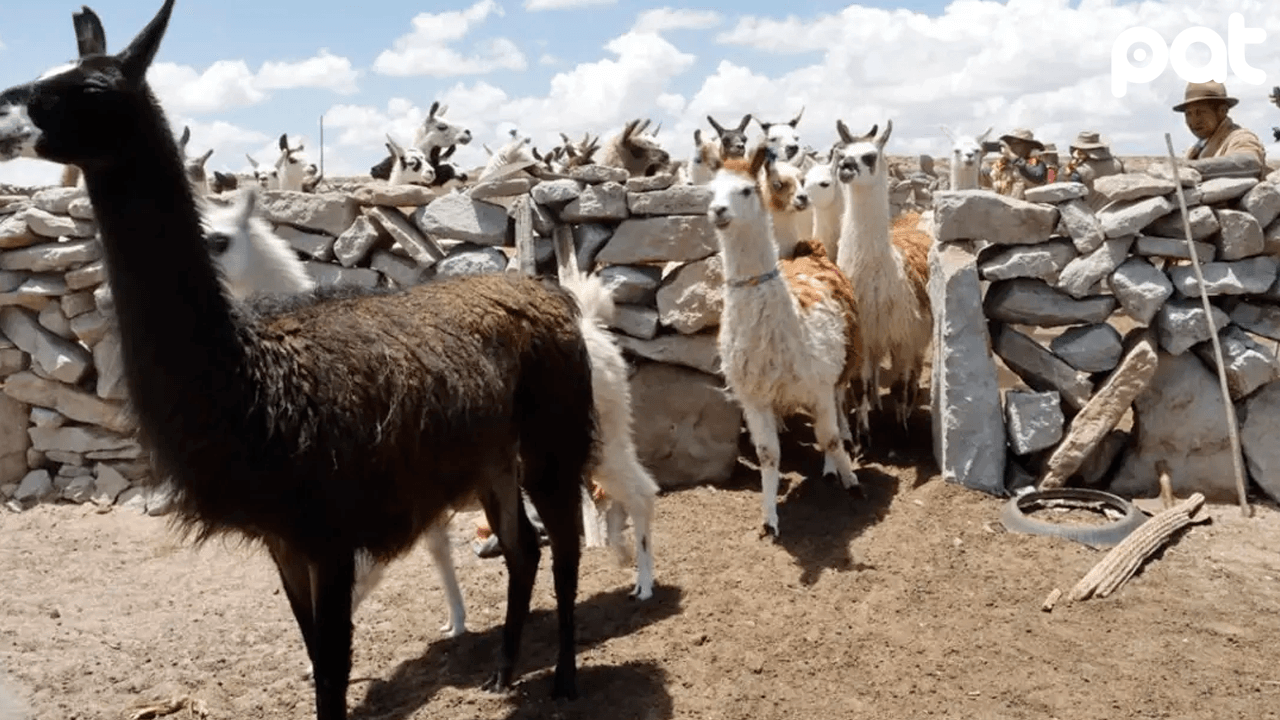 Senasag impulsa exportación de charque de llama a EE.UU.