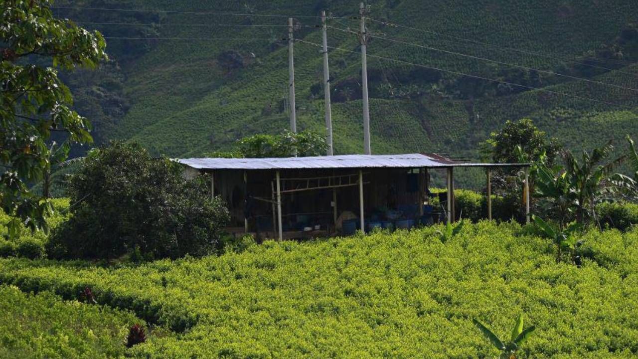 La carrera tecnológica de los narcos en Colombia para que el negocio de la cocaína sea más rentable