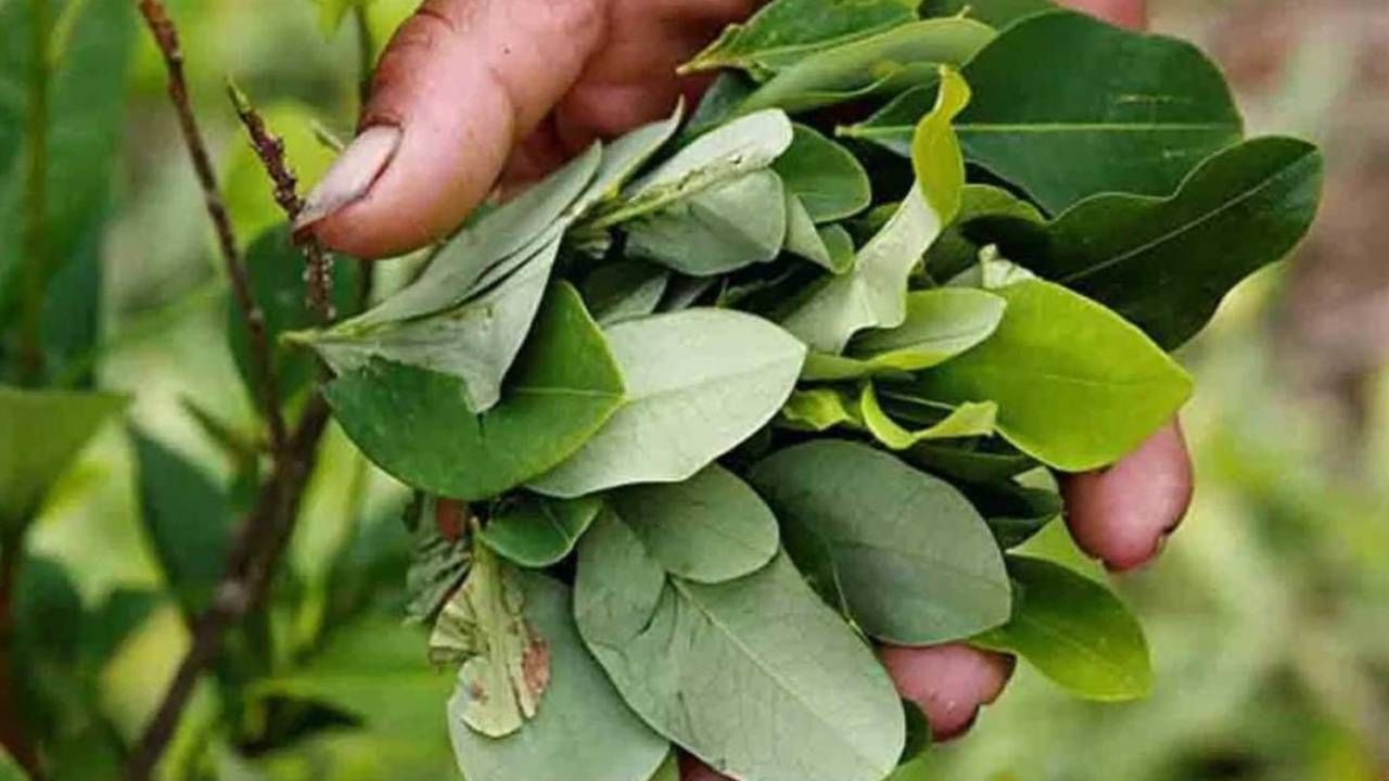 El precio de la hoja de coca sube; la libra está en Bs 50