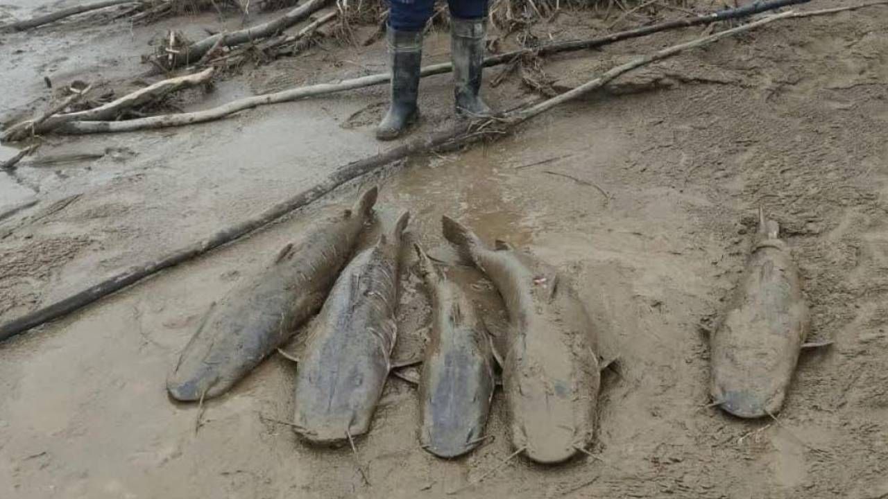 La mortandad de peces en Río Grande apunta a las bajas temperaturas
