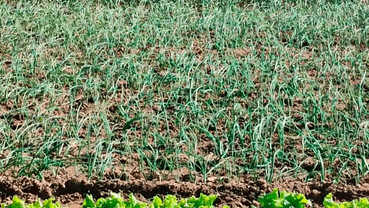 Helada en vallegrande afecta cultivos y pastizales; productores en alerta por nuevas bajas temperaturas