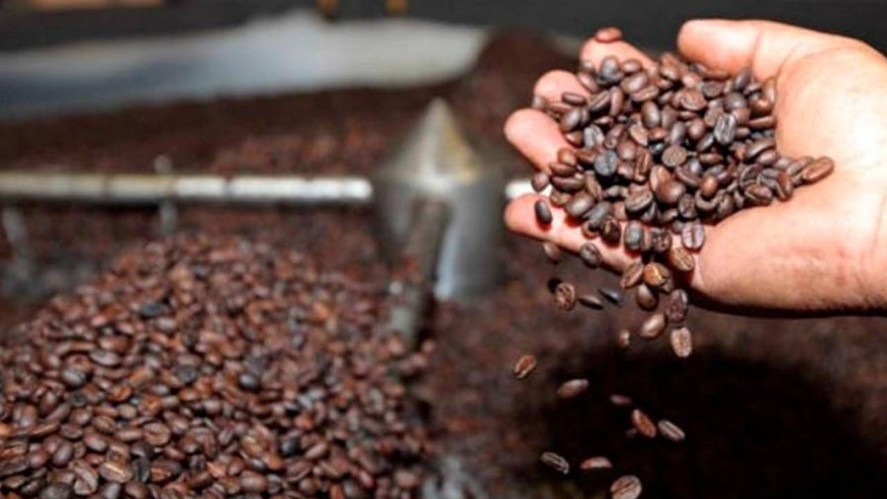 Café boliviano conquista mercados clave con alta demanda en EE.UU, Bélgica y Francia