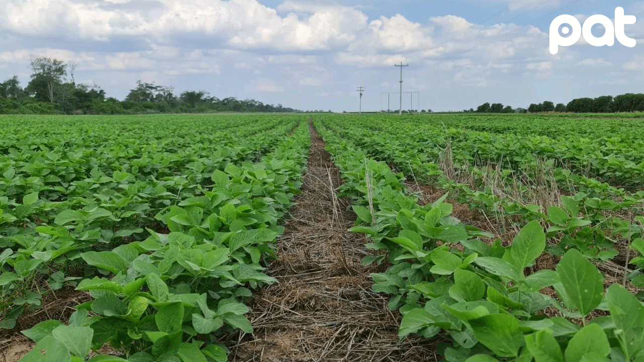 Soya en expansión: avanza siembra en el norte paceño con más de 220 hectáreas cultivadas