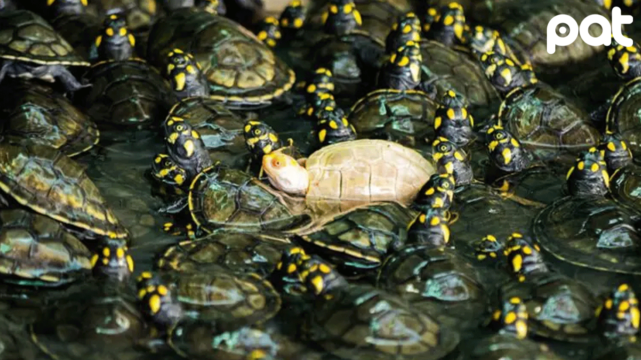 Alarma por el tráfico ilegal de tortugas en Bolivia: 15 de 16 especies nativas están en riesgo