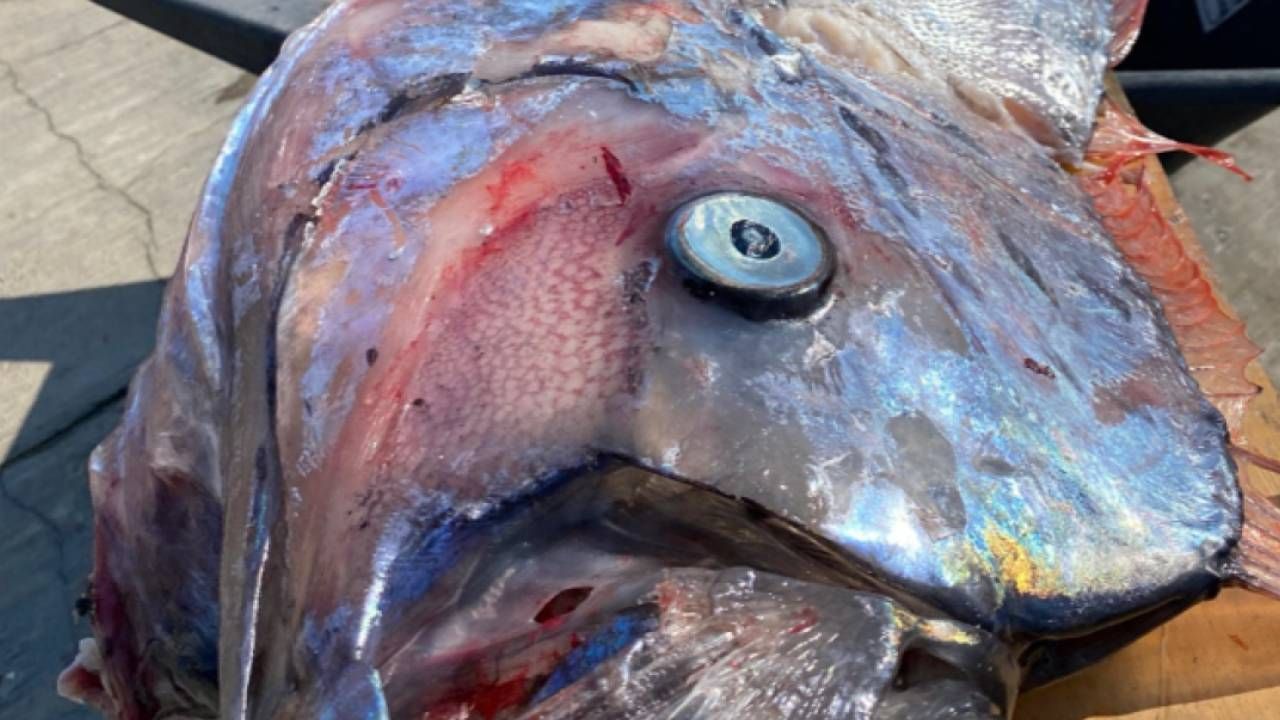 Alarma por el hallazgo de tres peces remo gigantes en Oceanía, una especie conocida por ser mensajeros del fin del mundo