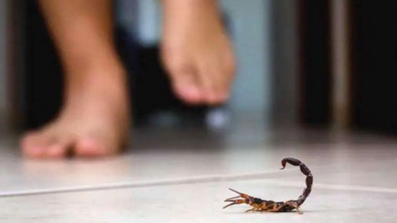 San Ignacio: Reportan una niña con picadura de alacrán 