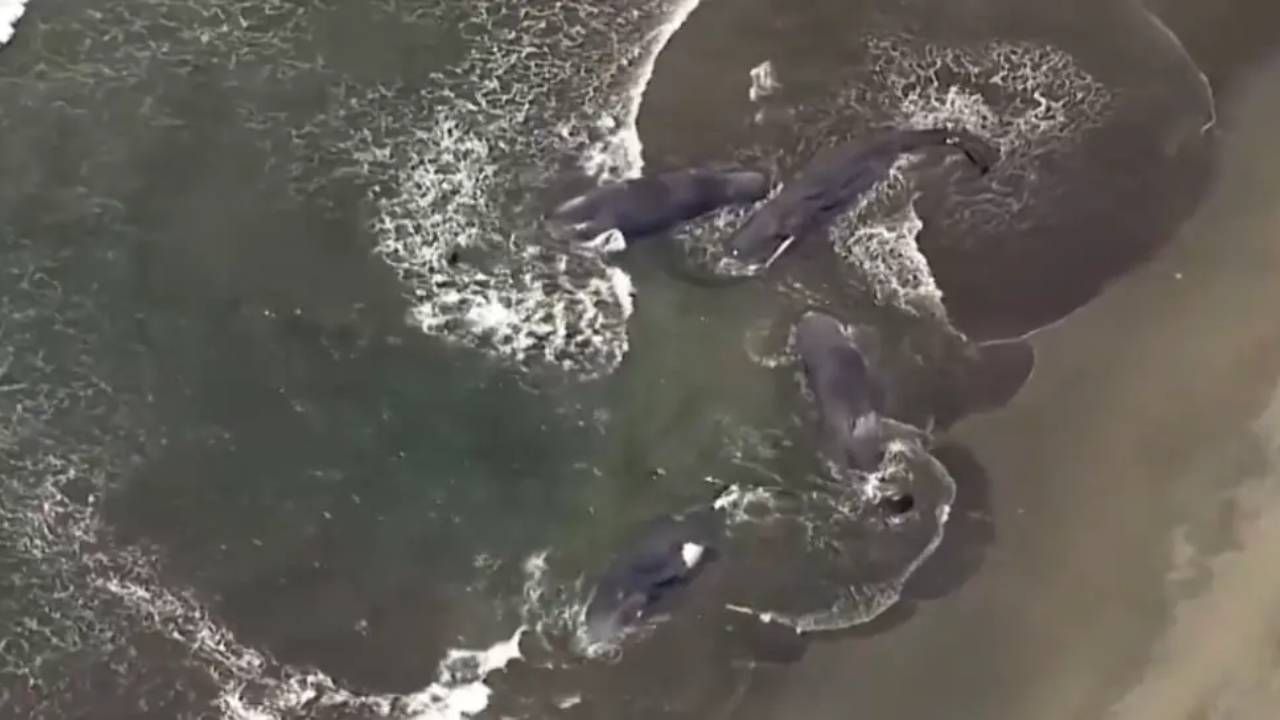 Cuatro ballenas aparecen varadas en Japón horas antes de la alerta de tsunami
