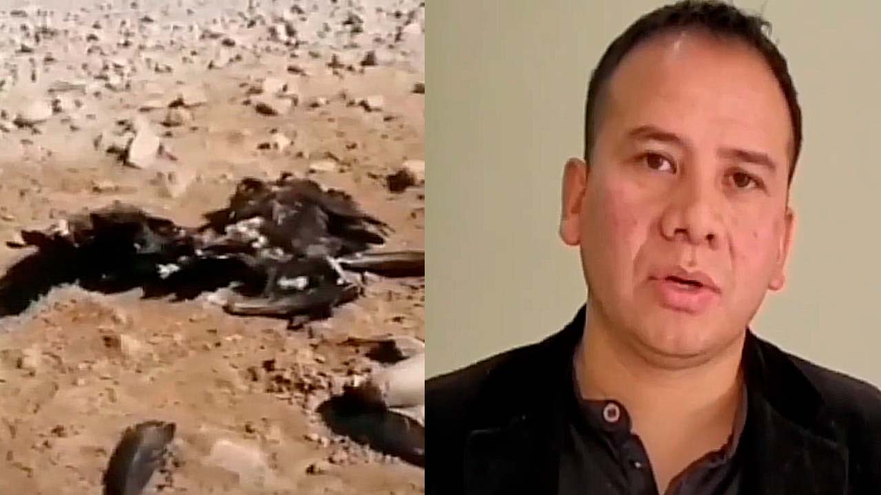 En el municipio de Incahuasi cinco cóndores fueron envenenados 