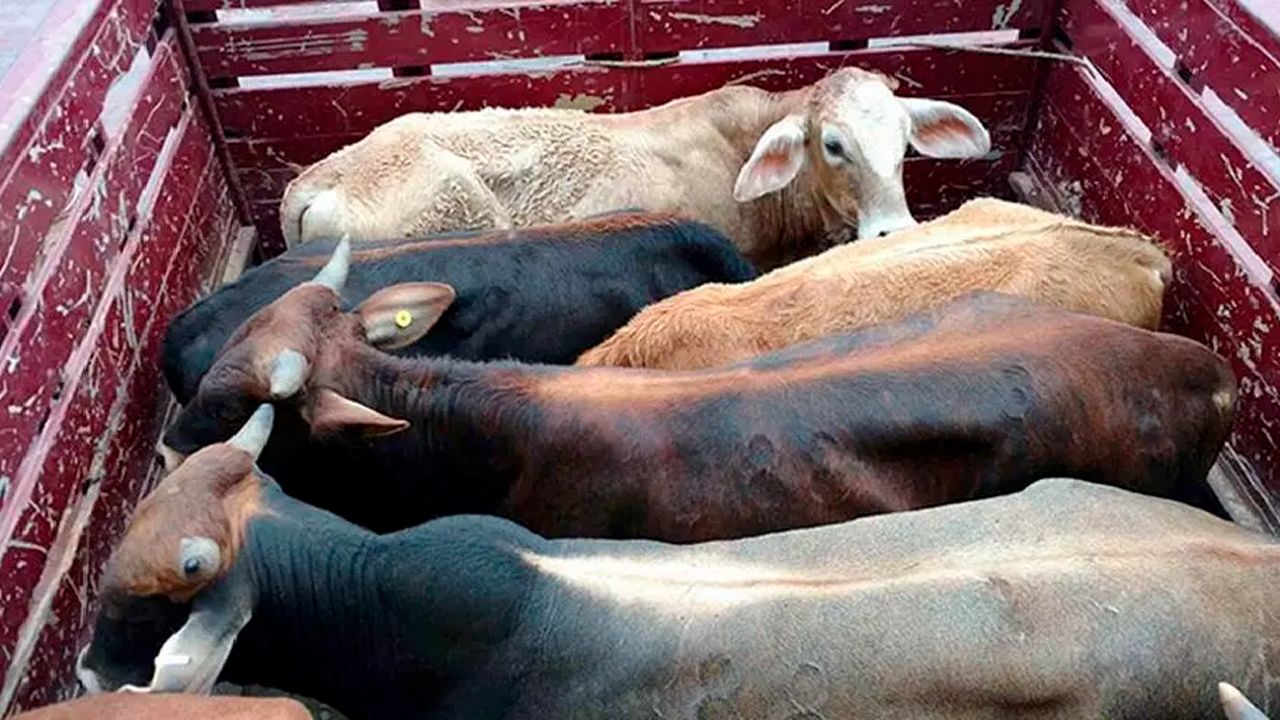 Ganaderos exigen endurecer penas por abigeato tras pérdidas millonarias en Santa Cruz