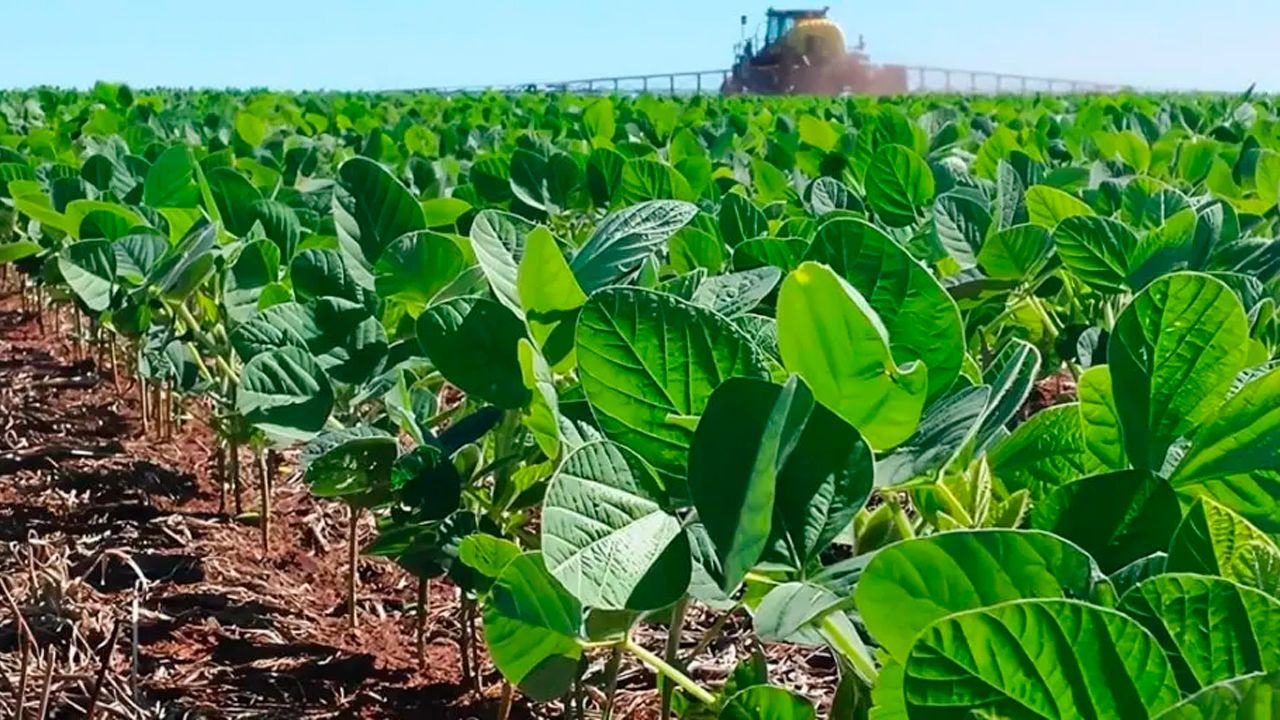 Sequía frena la siembra de soya de invierno y deja un déficit del 20% en Santa Cruz