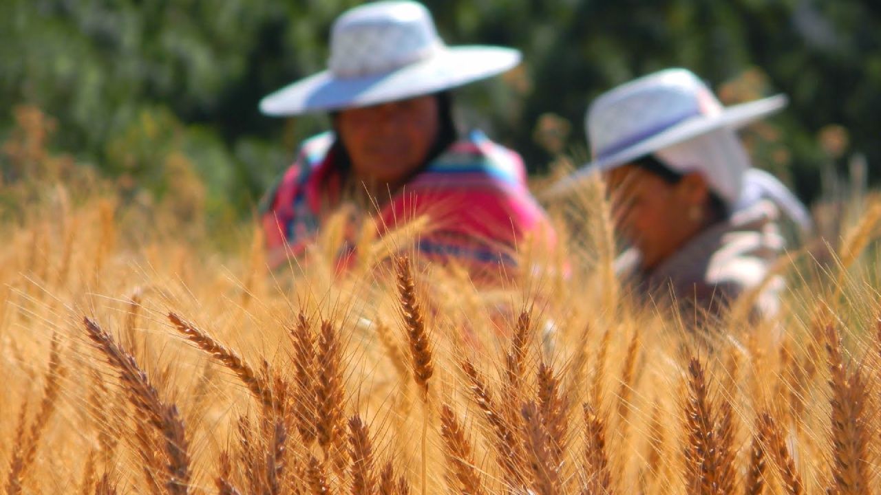 Bolivia tiene potencial de ser productor y exportador de trigo 